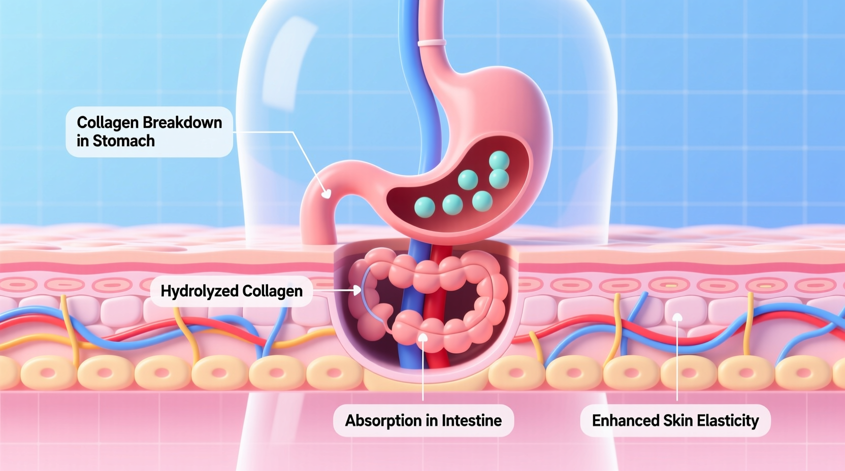 do collagen supplements improve skin elasticity or pass through your system