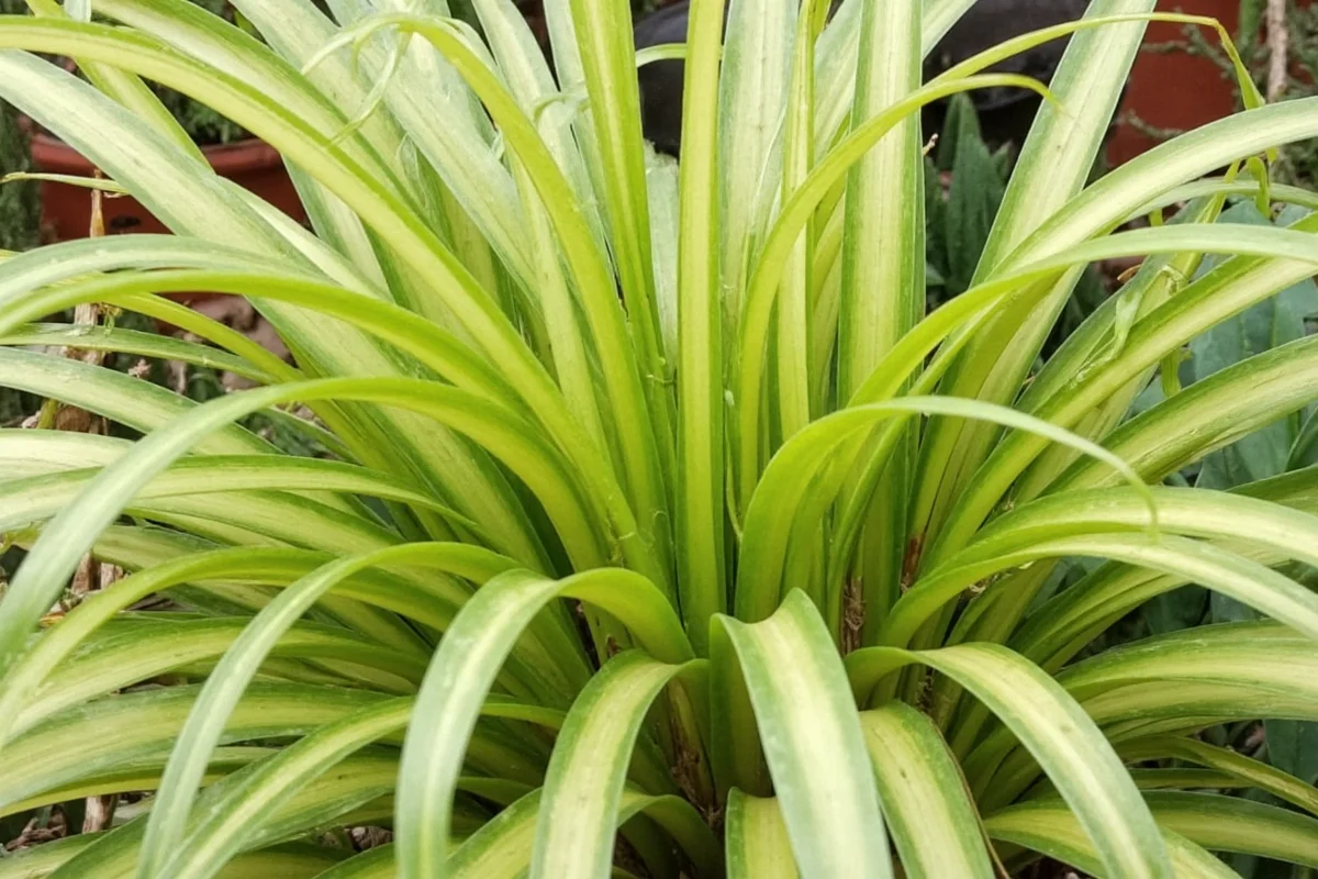 How Much Sun Do Spider Plants Need