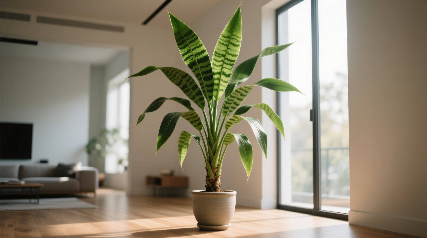 dracaena mass cane
