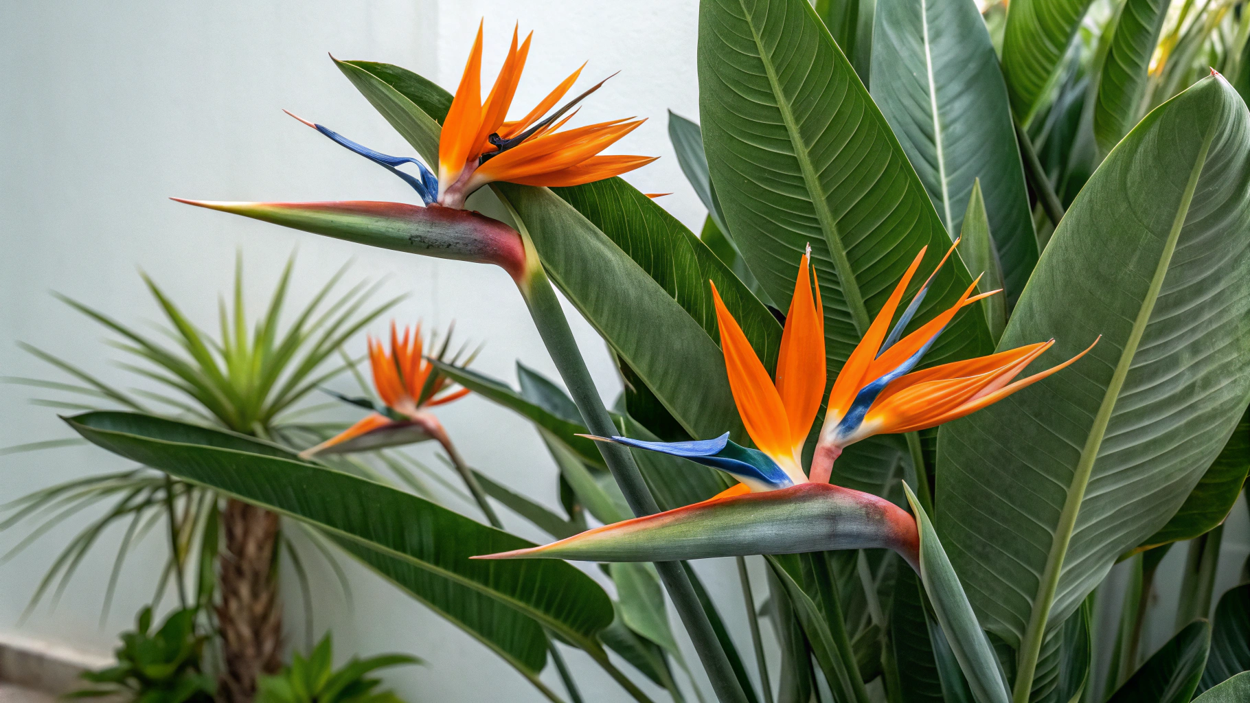 7 Birds of Paradise Care Tips | TheHomeSprouts