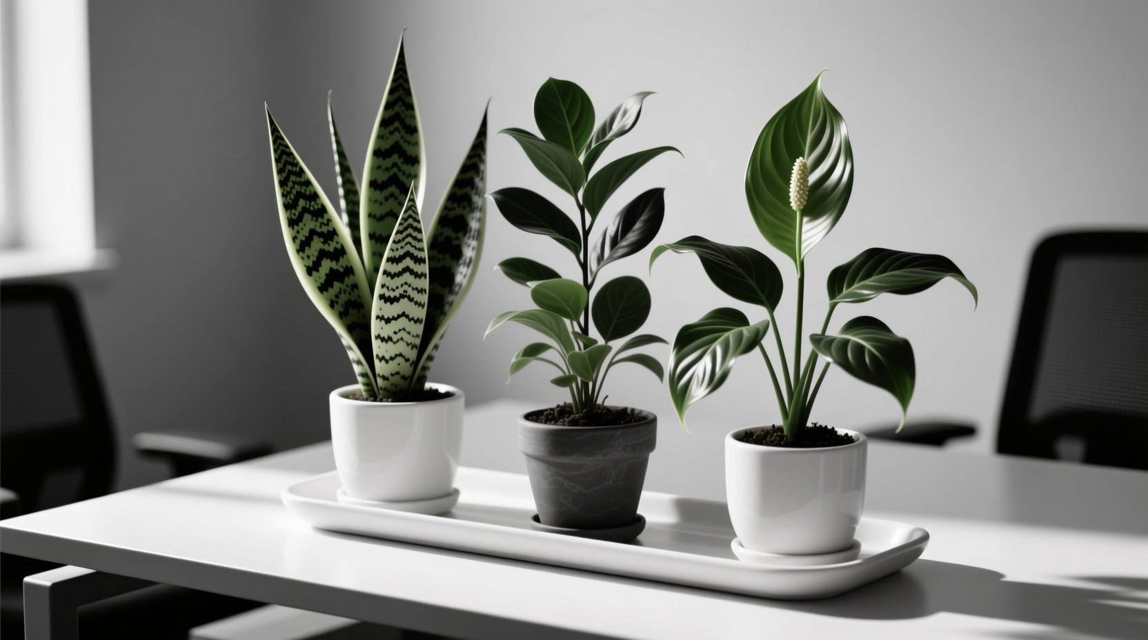 low-light-office-snake-plant-vs-pothos-watering-schedule-difference-critical-for-travelers