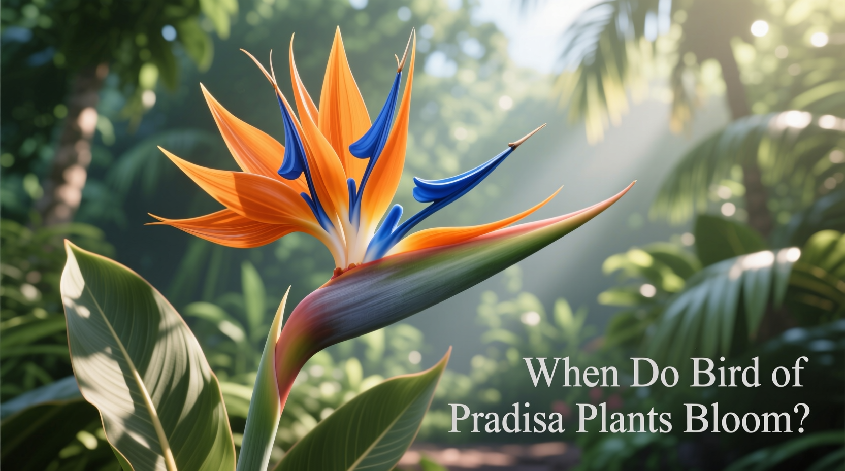 when do bird of paradise bloom