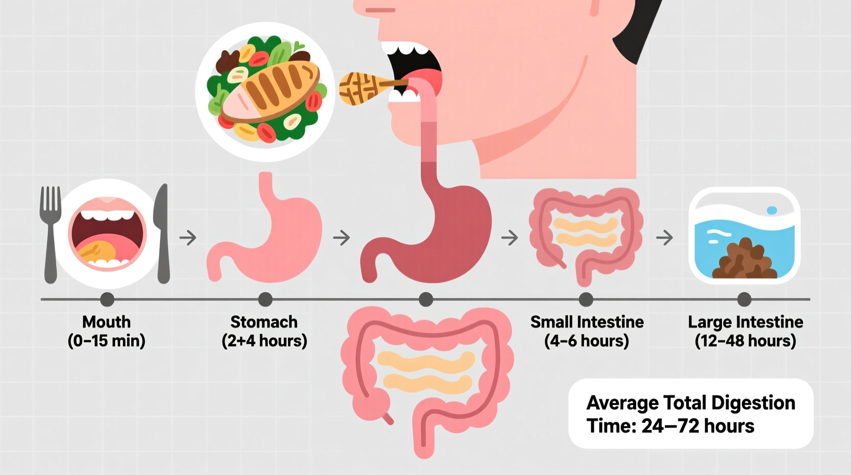 how long does it take for my food to digest