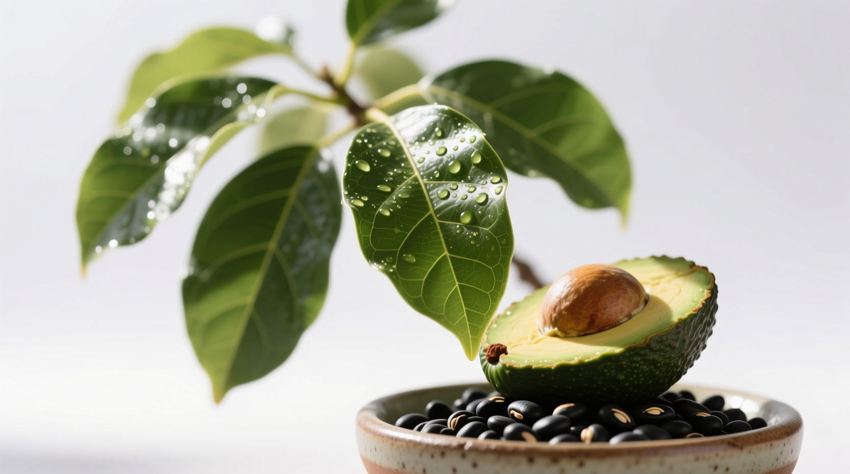 Toasted avocado leaves in Mexican black beans recipe preparation - safe only with verified Mexican variety