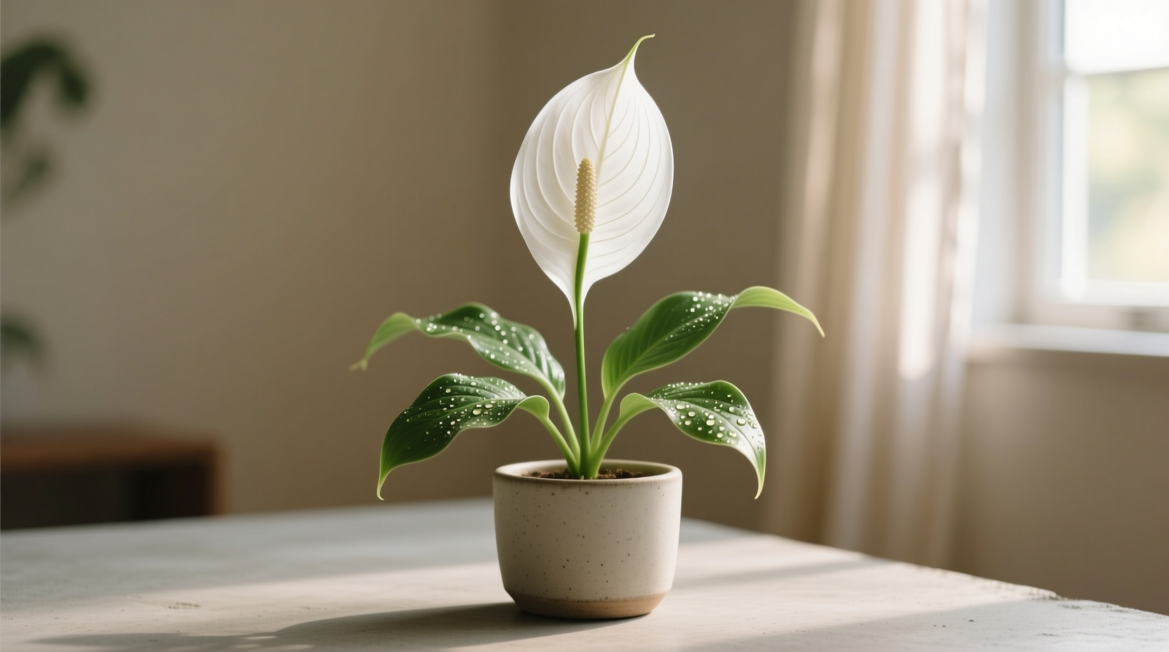 white peace lily plant