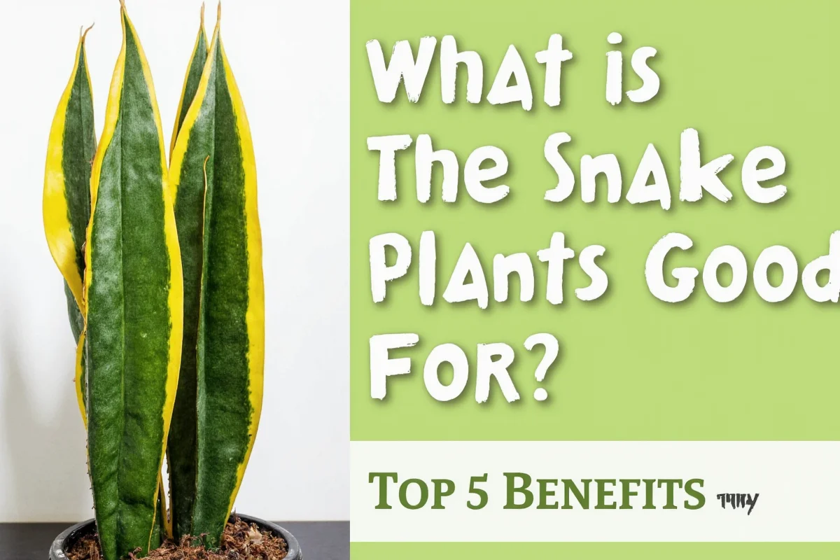 What Are Snake Plants Good For