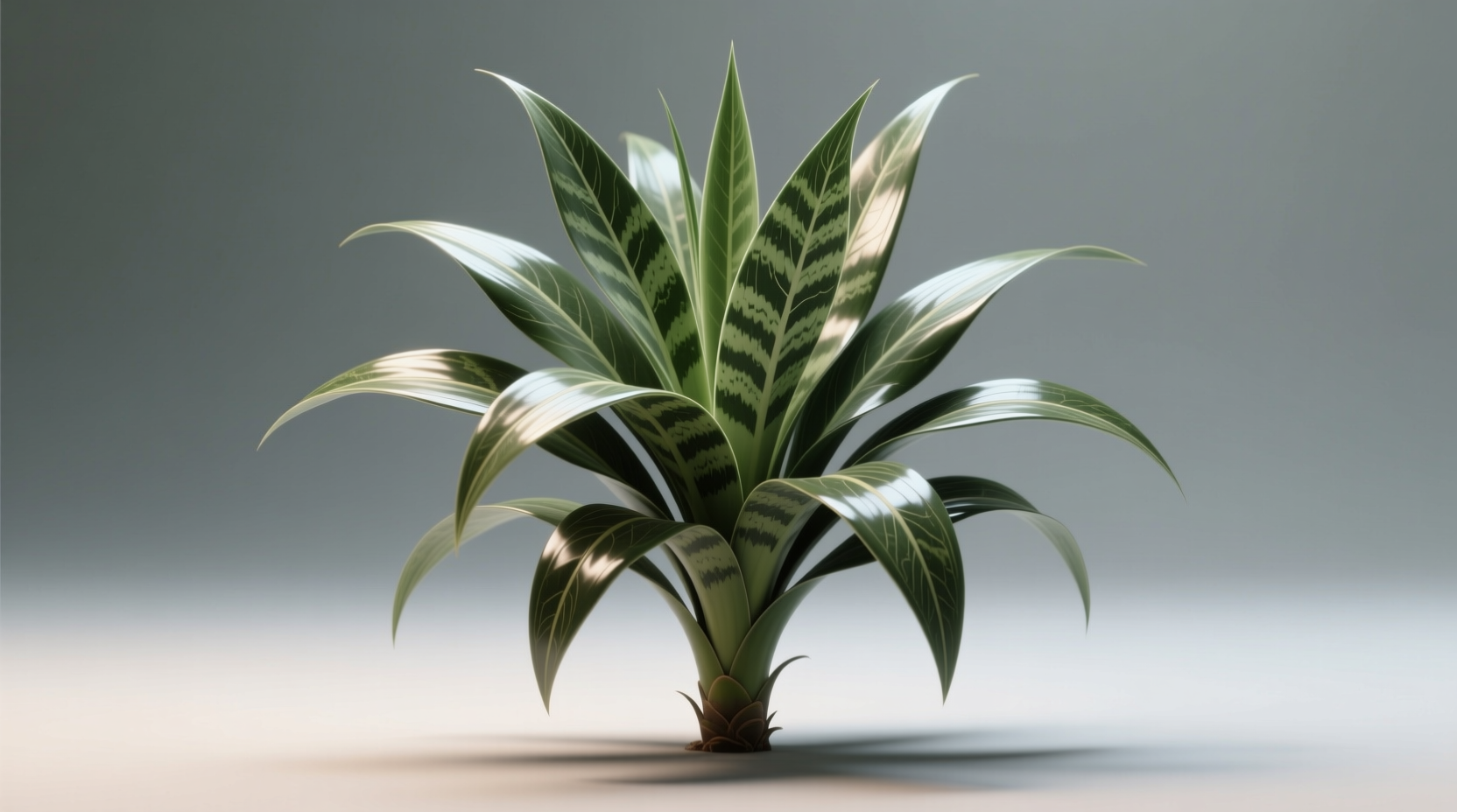 dracena massangeana