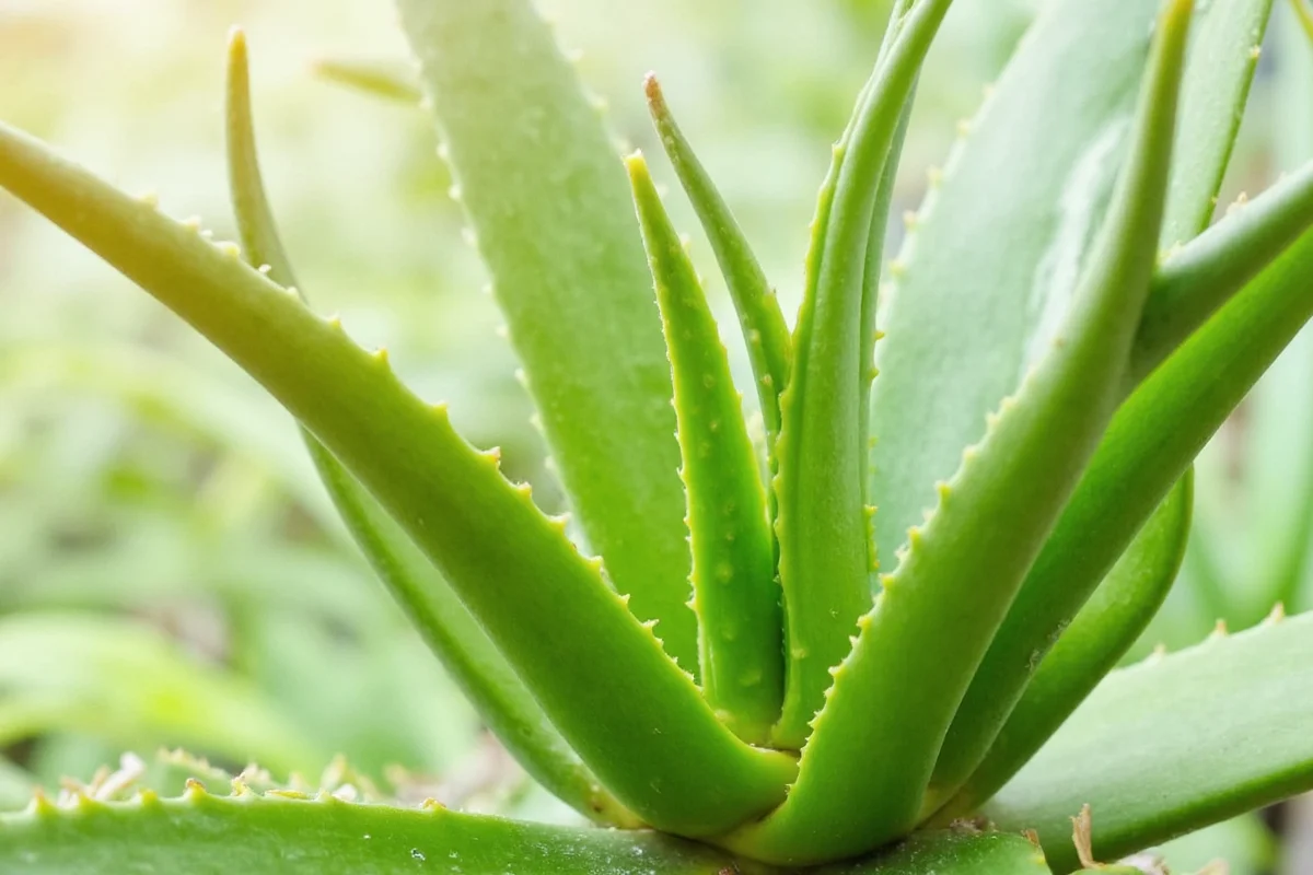 How Often Do You Water Aloe Vera Plants