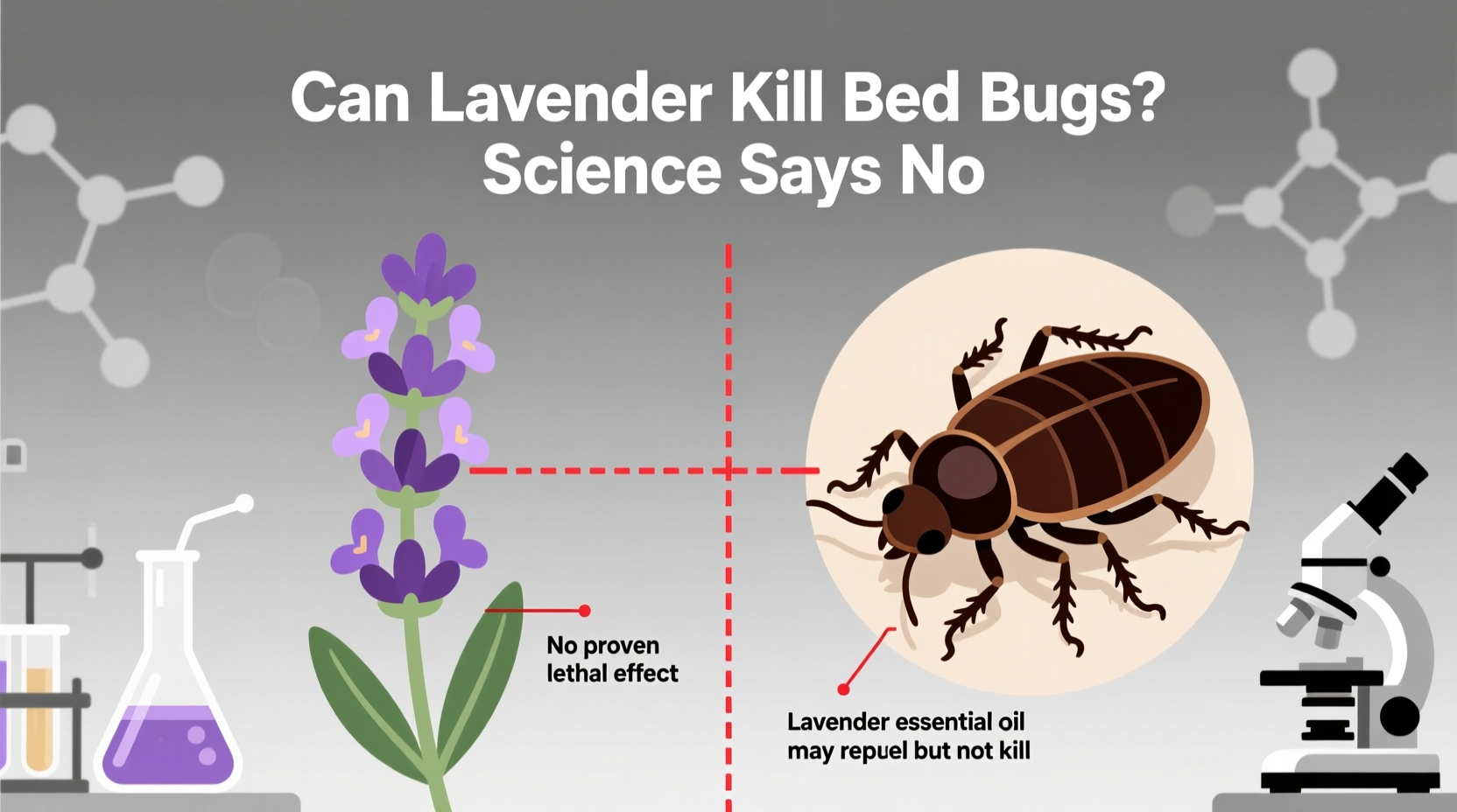 Can Lavender Kill Bed Bugs