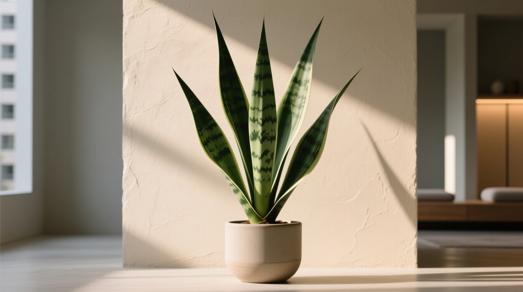 sansevieria futura