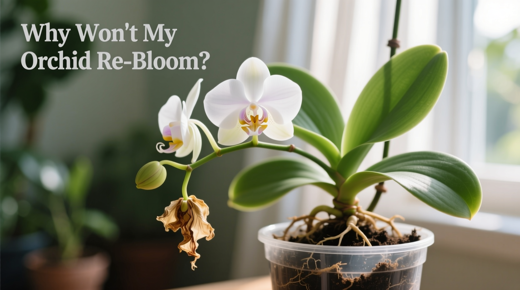 why wont my orchid re bloom