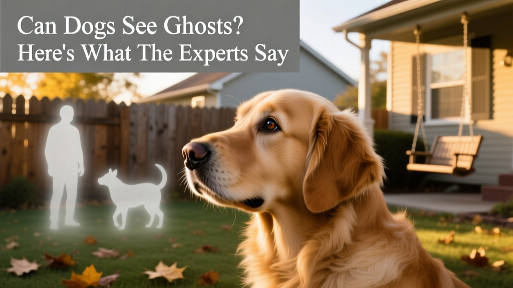 Can Dogs See Ghosts? Here's What the Experts Say