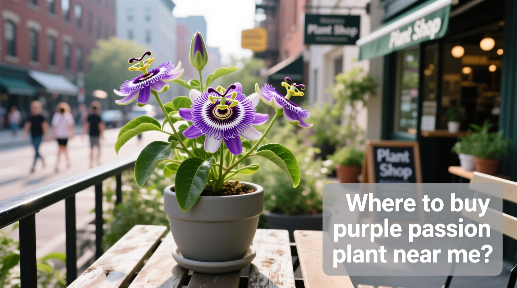 where to buy purple passion plant near me