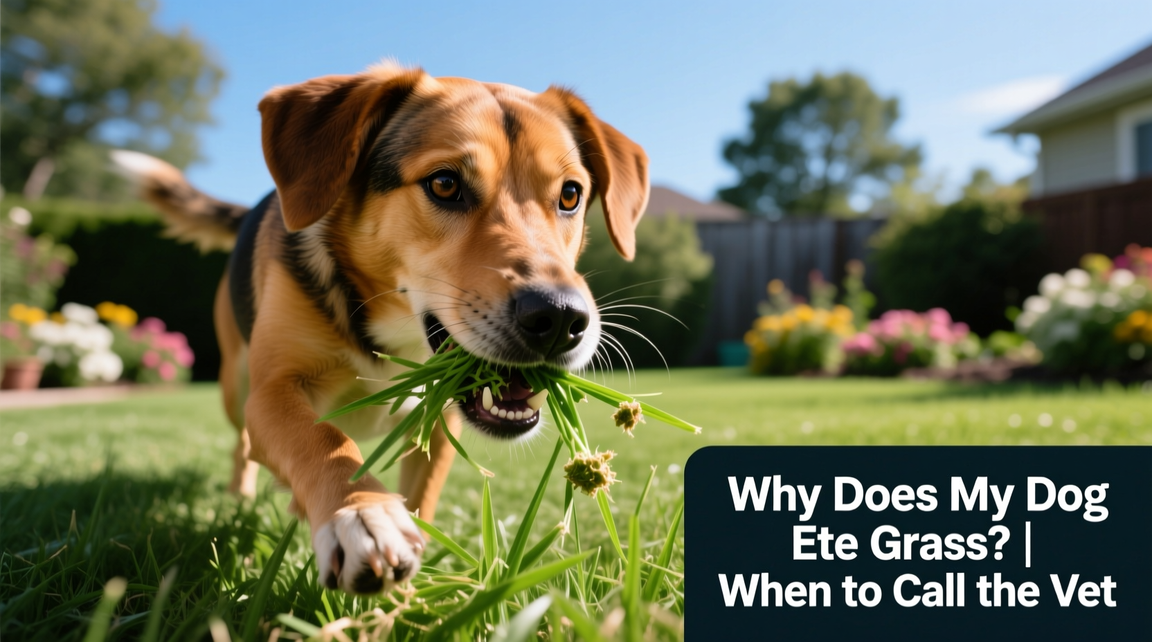 why does my dog eat grass and when should i call the vet