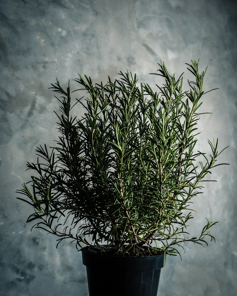 Herbes de Provence: The French Blend That's Not What You Think