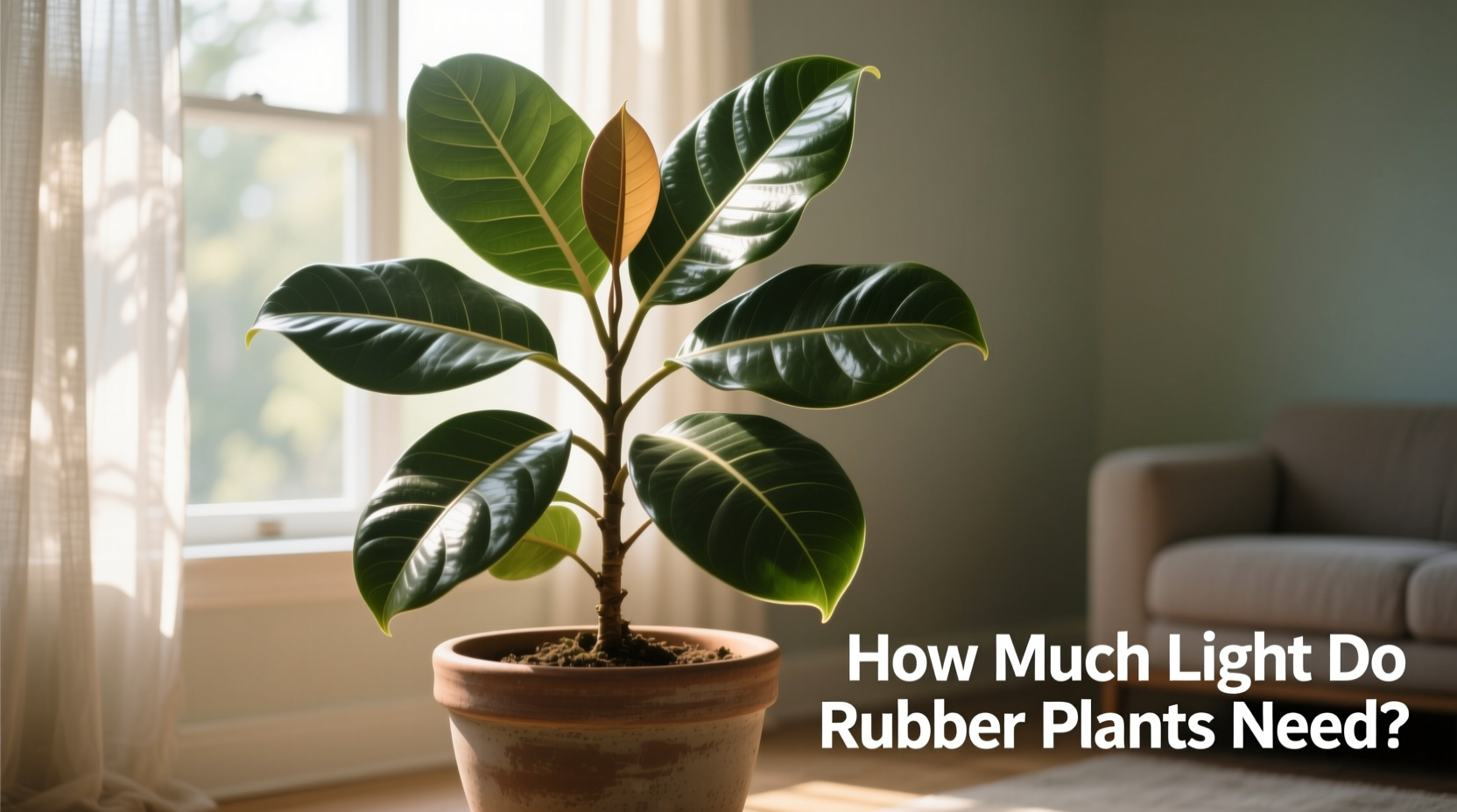 Rubber Plant Light Guide | TheHomeSprouts