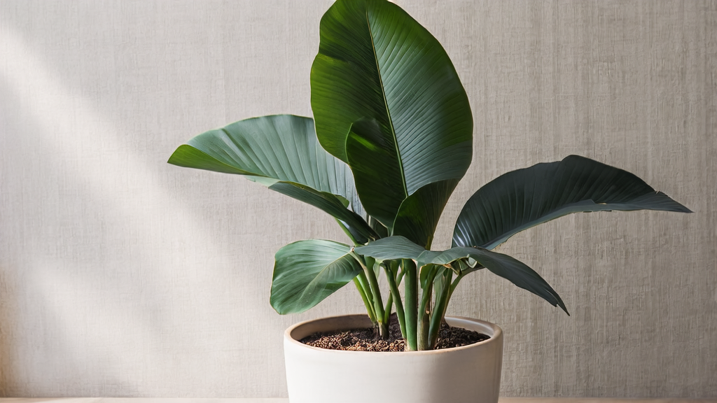 Succulents for Birth: Meaningful, Low-Maintenance Gifts for New Parents and Babies