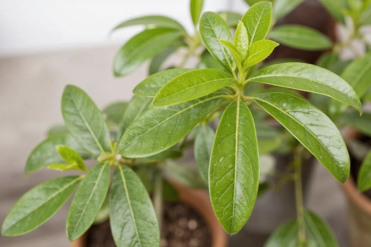 How To Care For Money Tree Plant