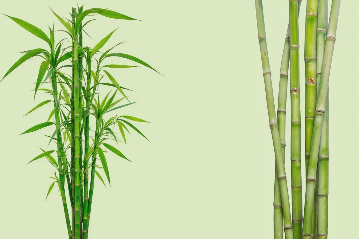 What Do Bamboo Plants Look Like