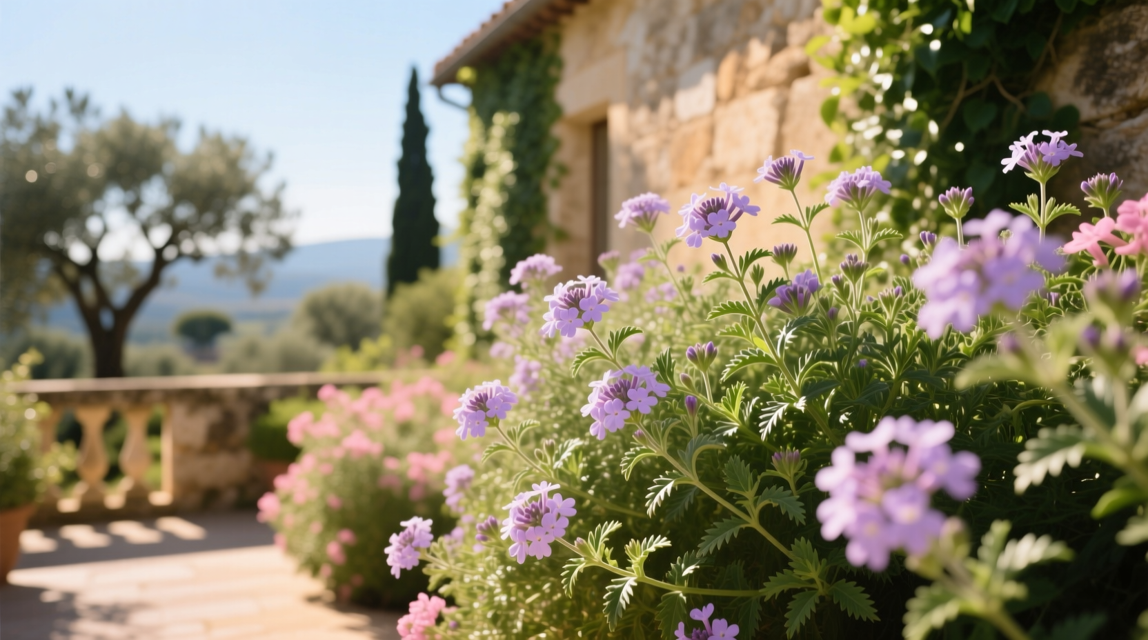 verbena shrubs