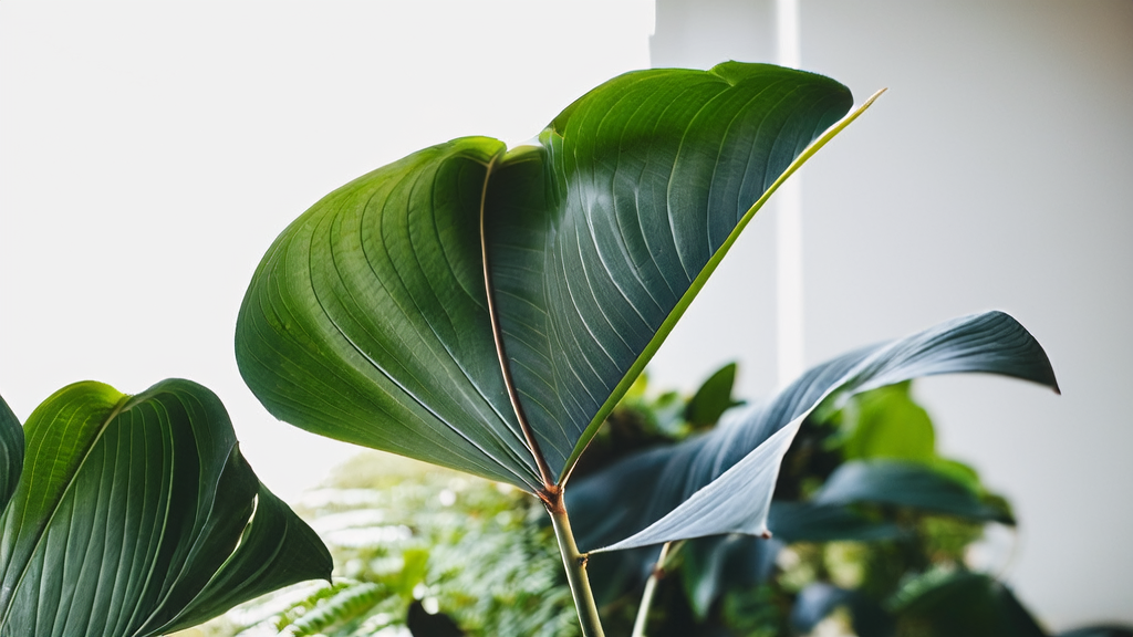 Cultivation Plantcare Essentials: Science-Backed Practices for Thriving Indoor and Outdoor Plants