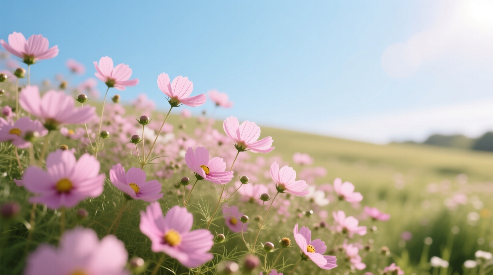 annual pink flowers