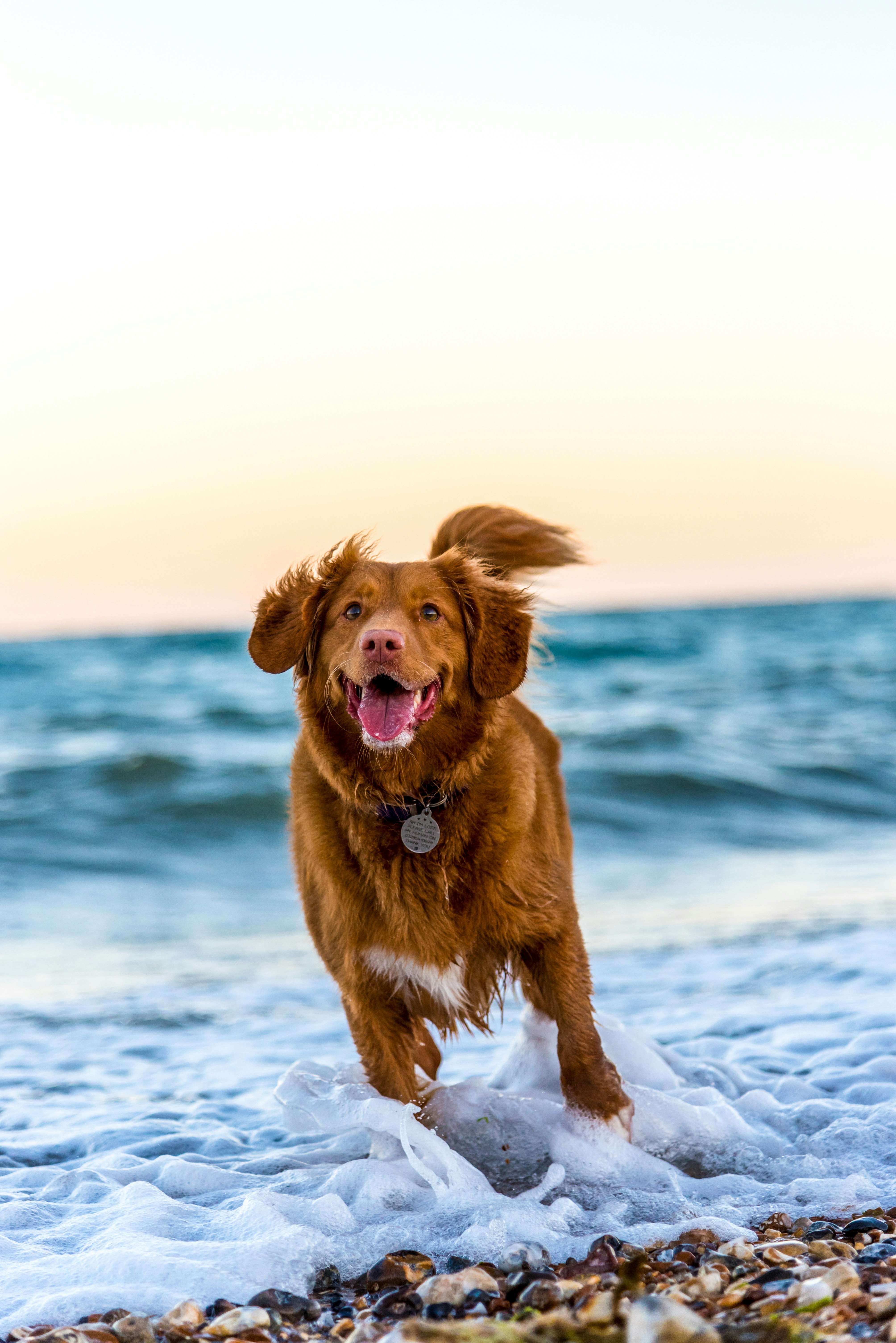 How to Safely Start Running With Your Dog