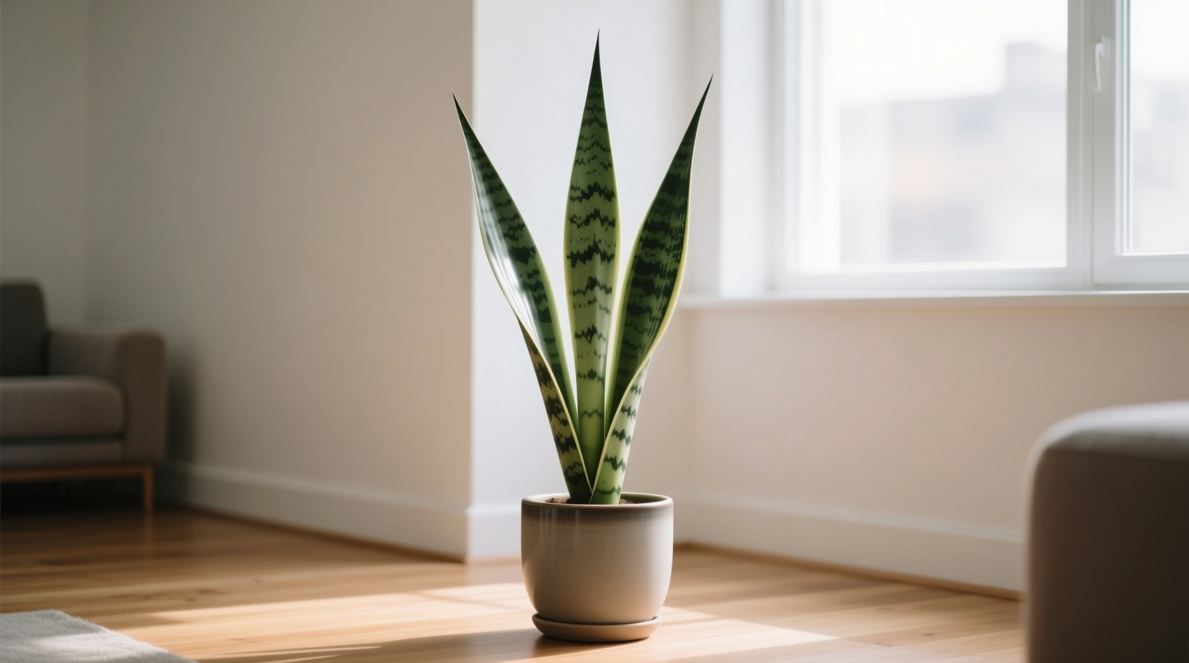 short snake plant