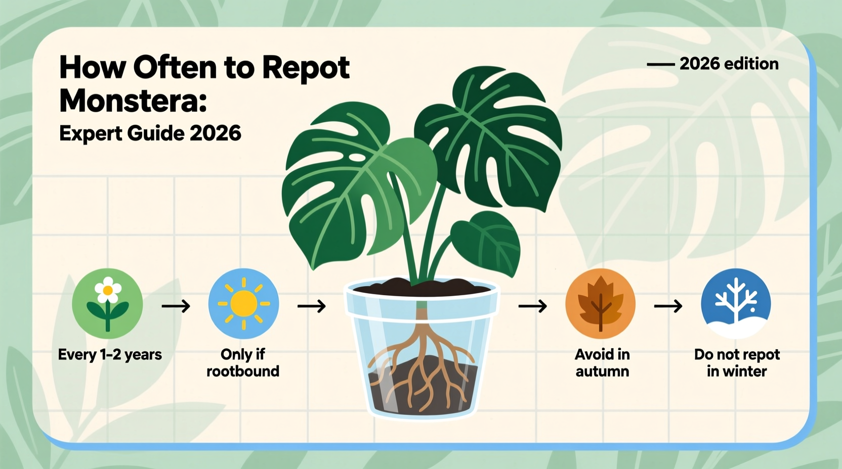 Repot Monstera Every 12-18 Months | TheHomeSprouts