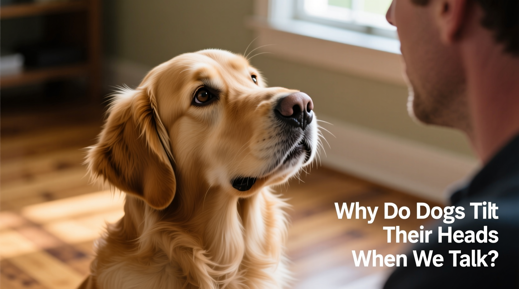 why do dogs tilt their heads when you talk and what it means