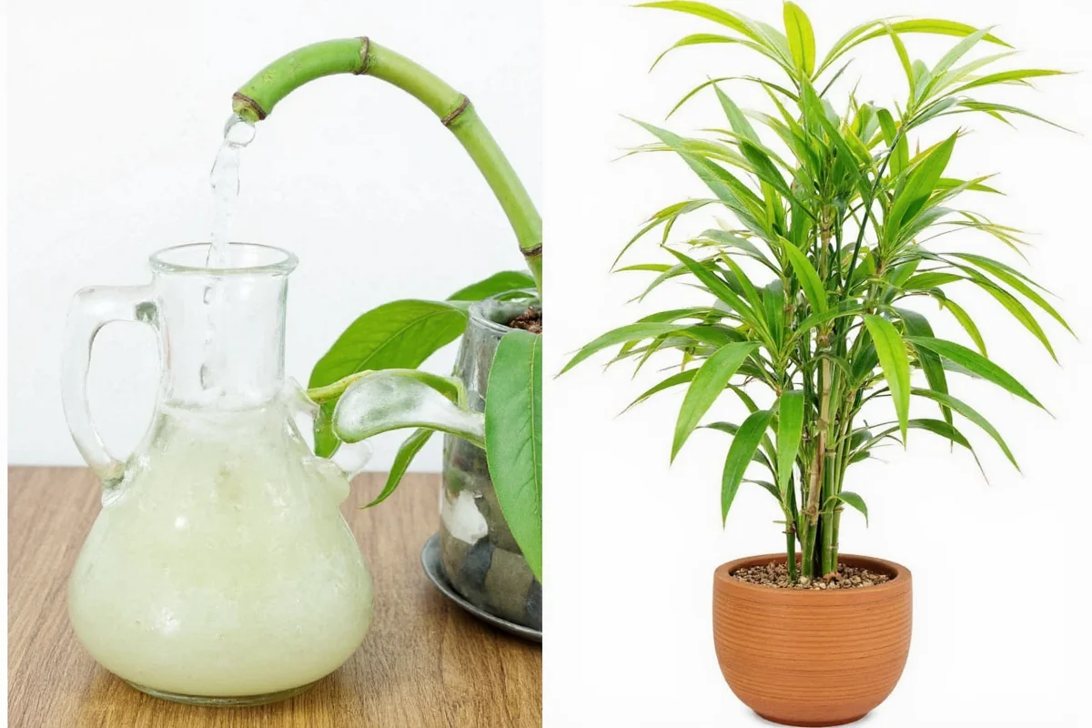 How Do I Care For A Bamboo Plant