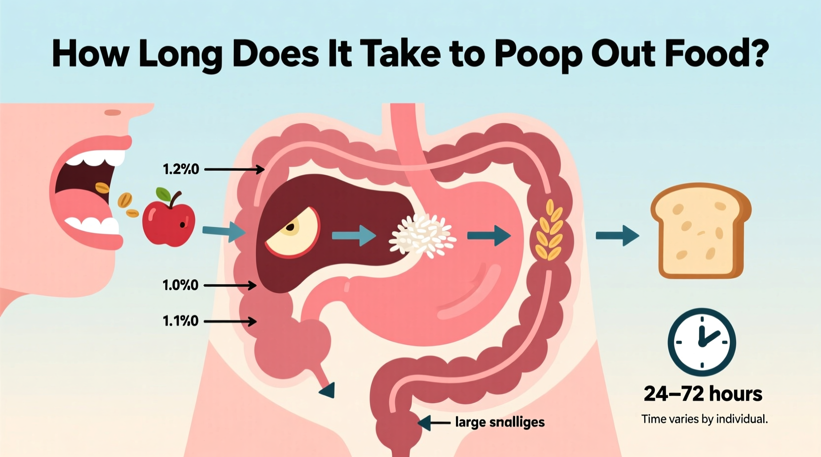 how long does it take to poop out food