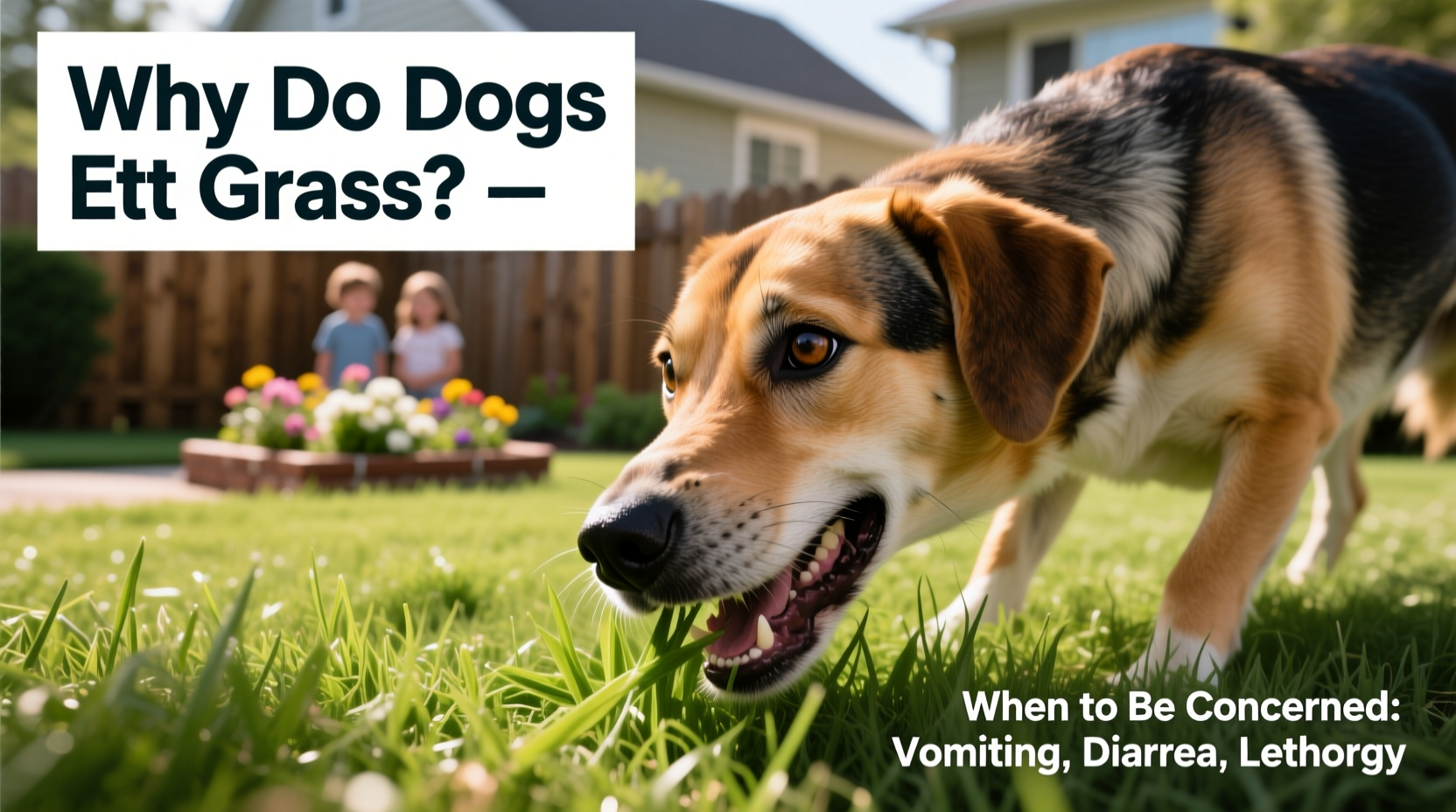 View of Why Do Dogs Eat Grass And When Should You Be Concerned