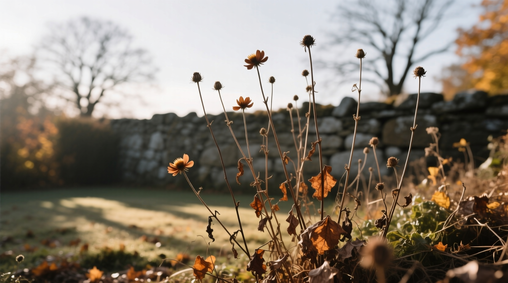 why not cut back herbaceous perennials fall