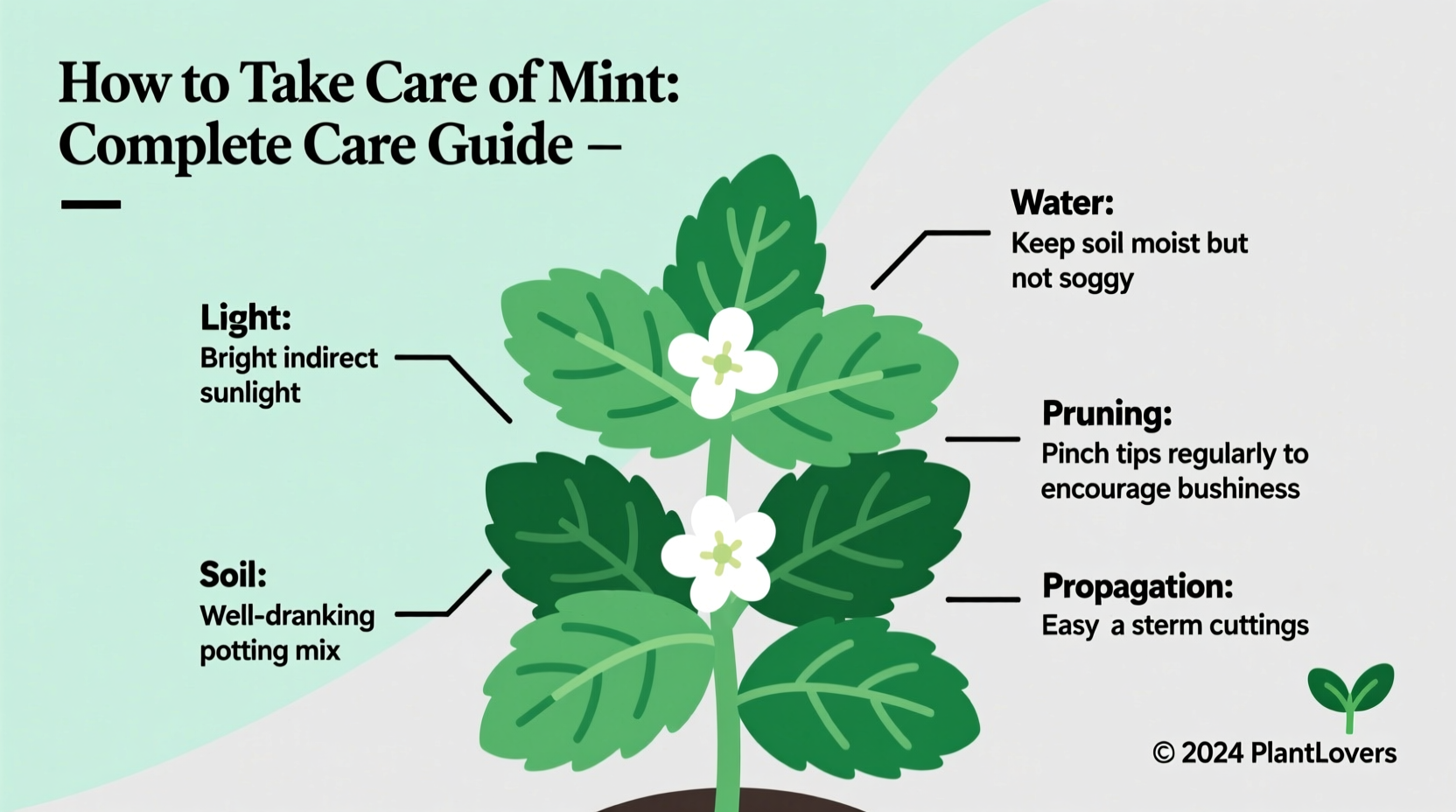 Mint Care Guide: 5 Tips for Thriving Herbs | TheHomeSprouts
