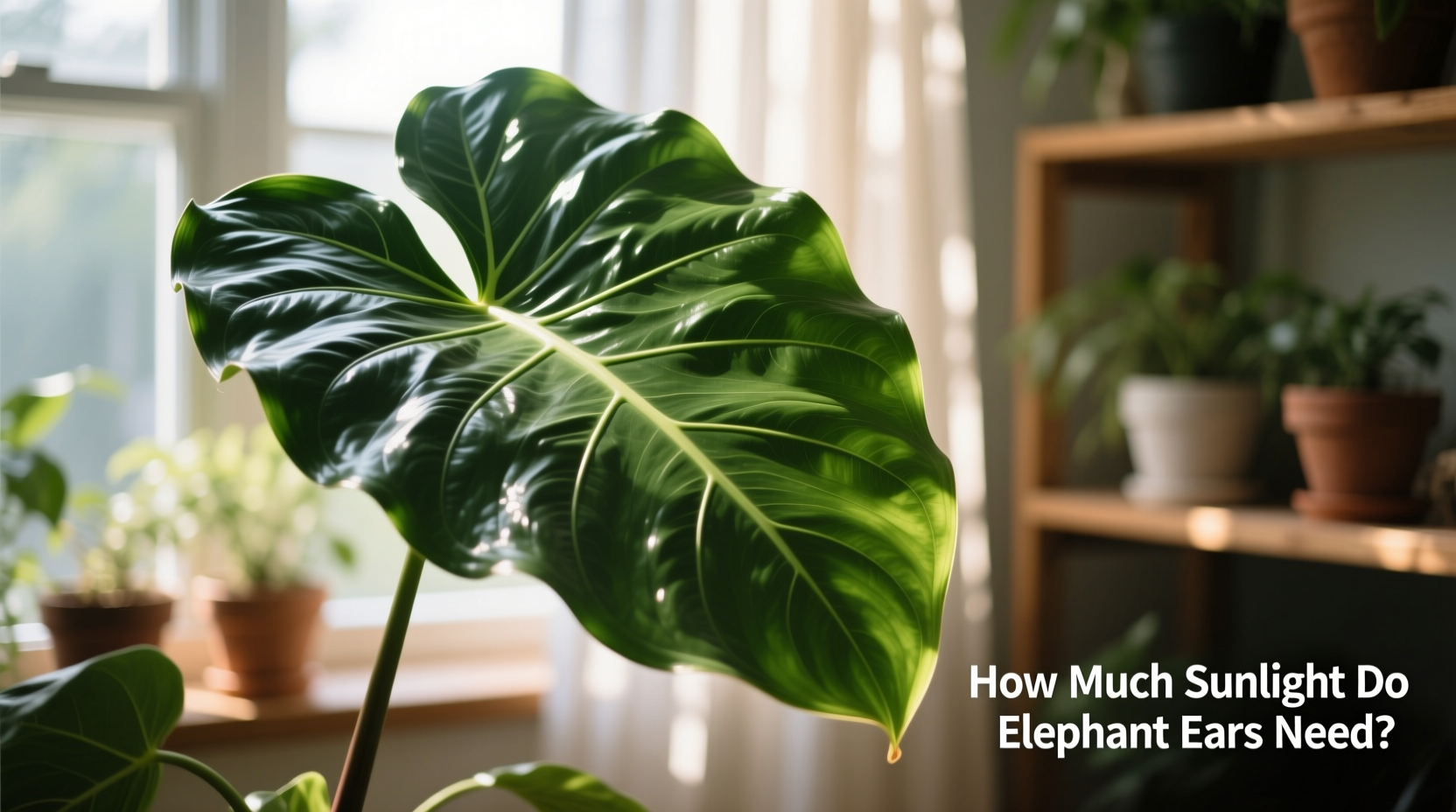 Elephant Ears Light Guide: 6-8 Hours | TheHomeSprouts