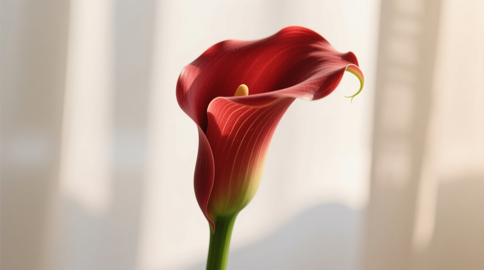 red calla lily