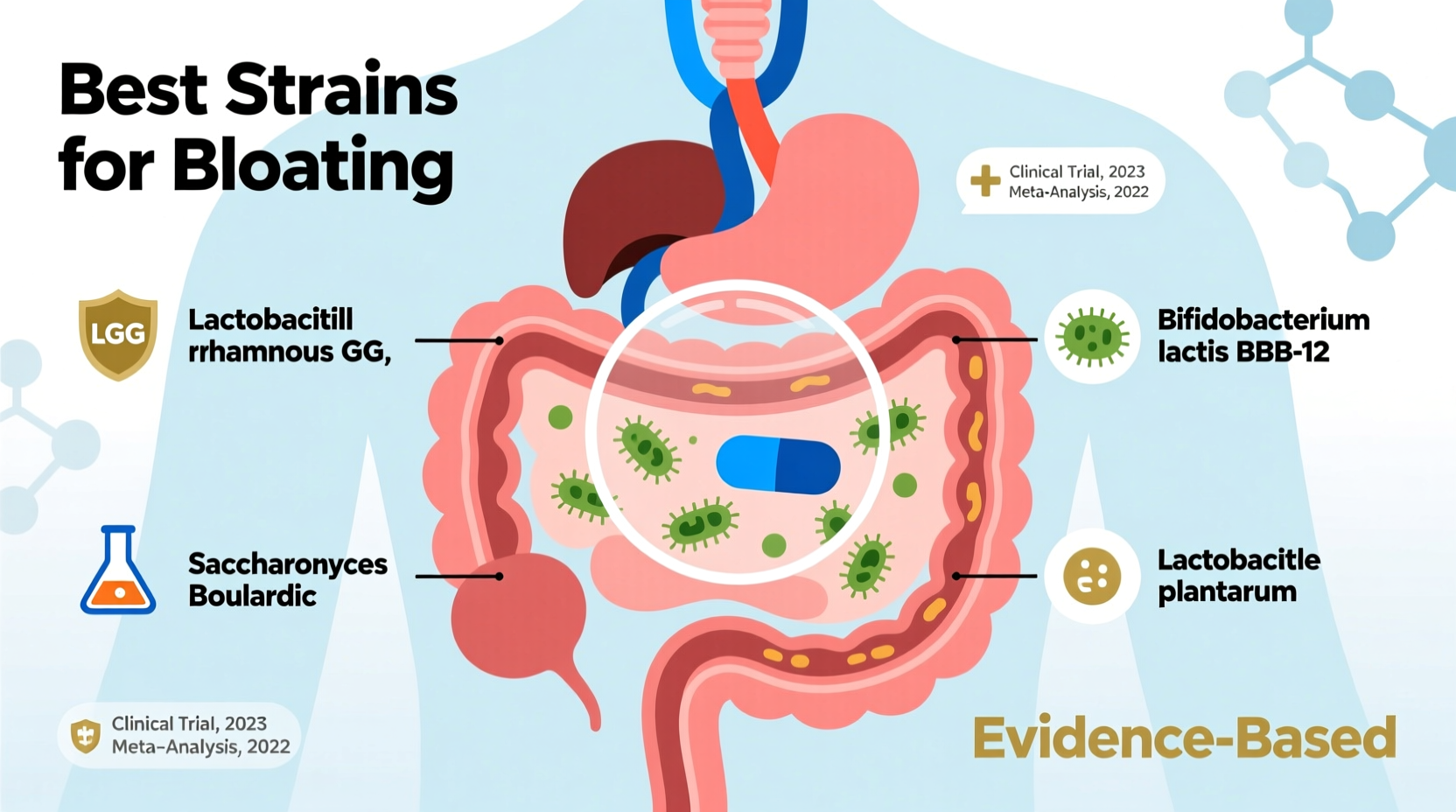 can probiotics help with bloating and which strains work best scientifically