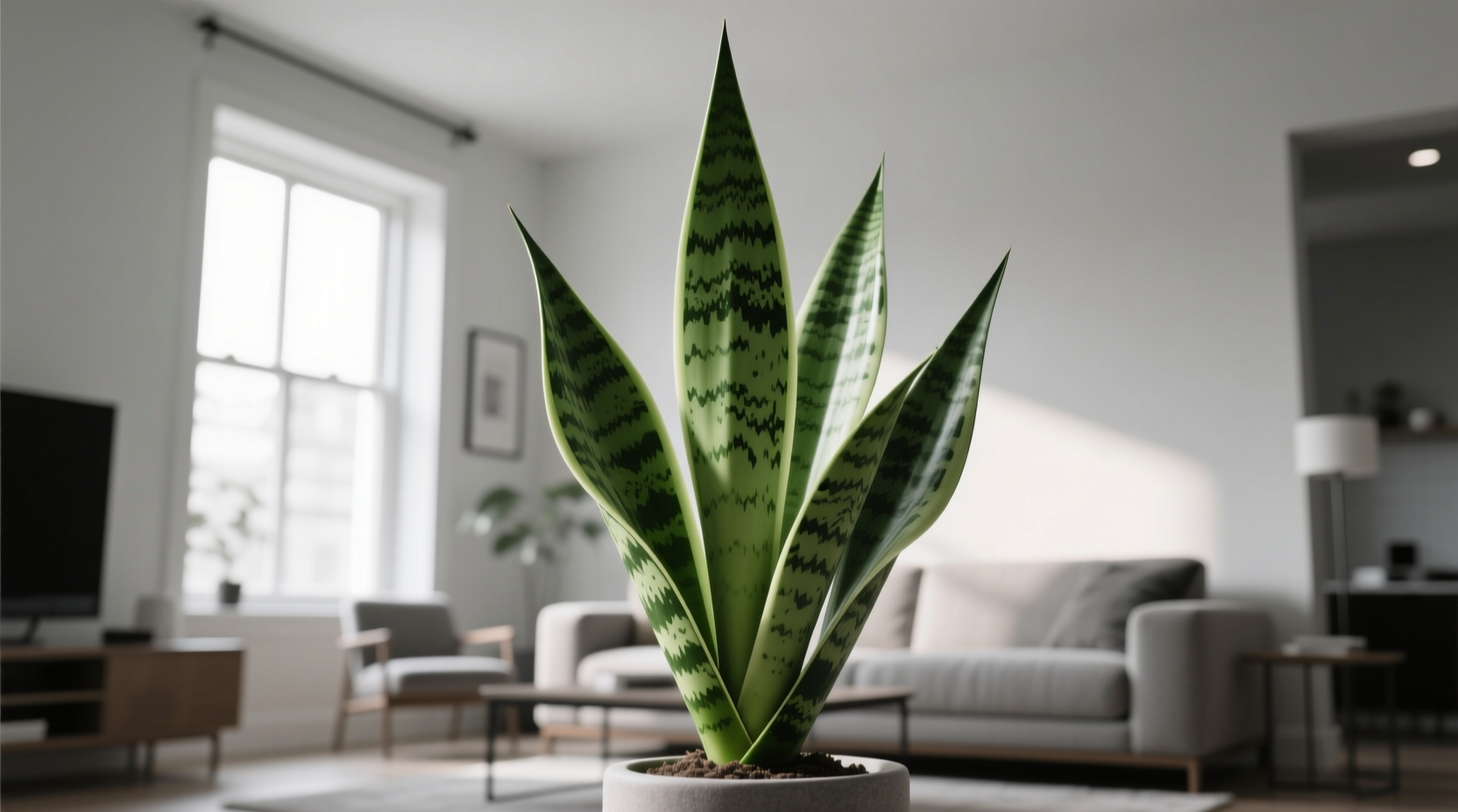 2023 allergy season snake plant in living room showing negligible VOC reduction versus standard ventilation rates