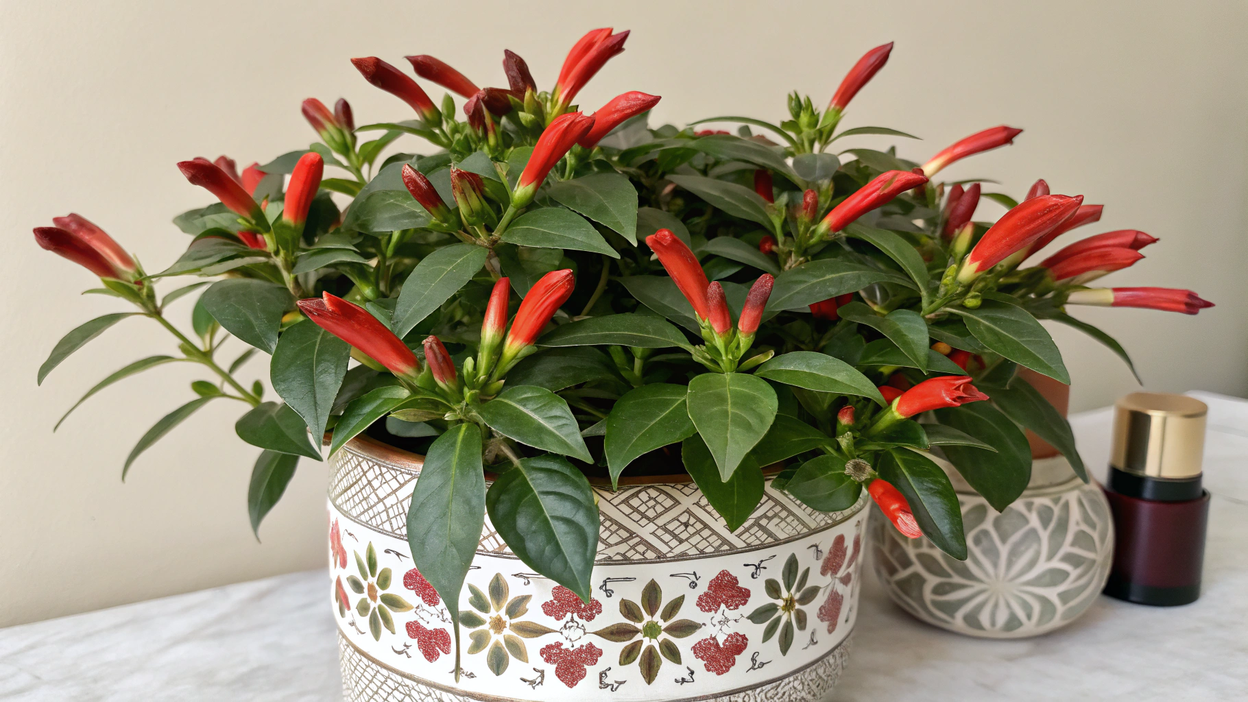 5 Lipstick Plant Care Tips | TheHomeSprouts