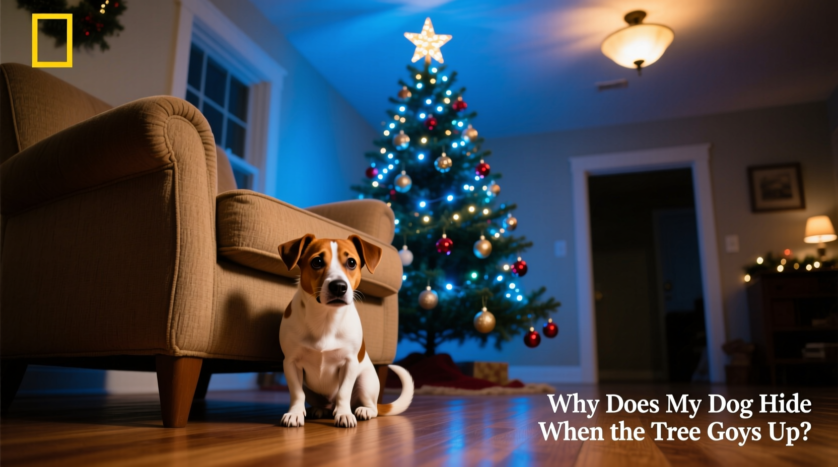 why does my dog hide when the christmas tree goes up