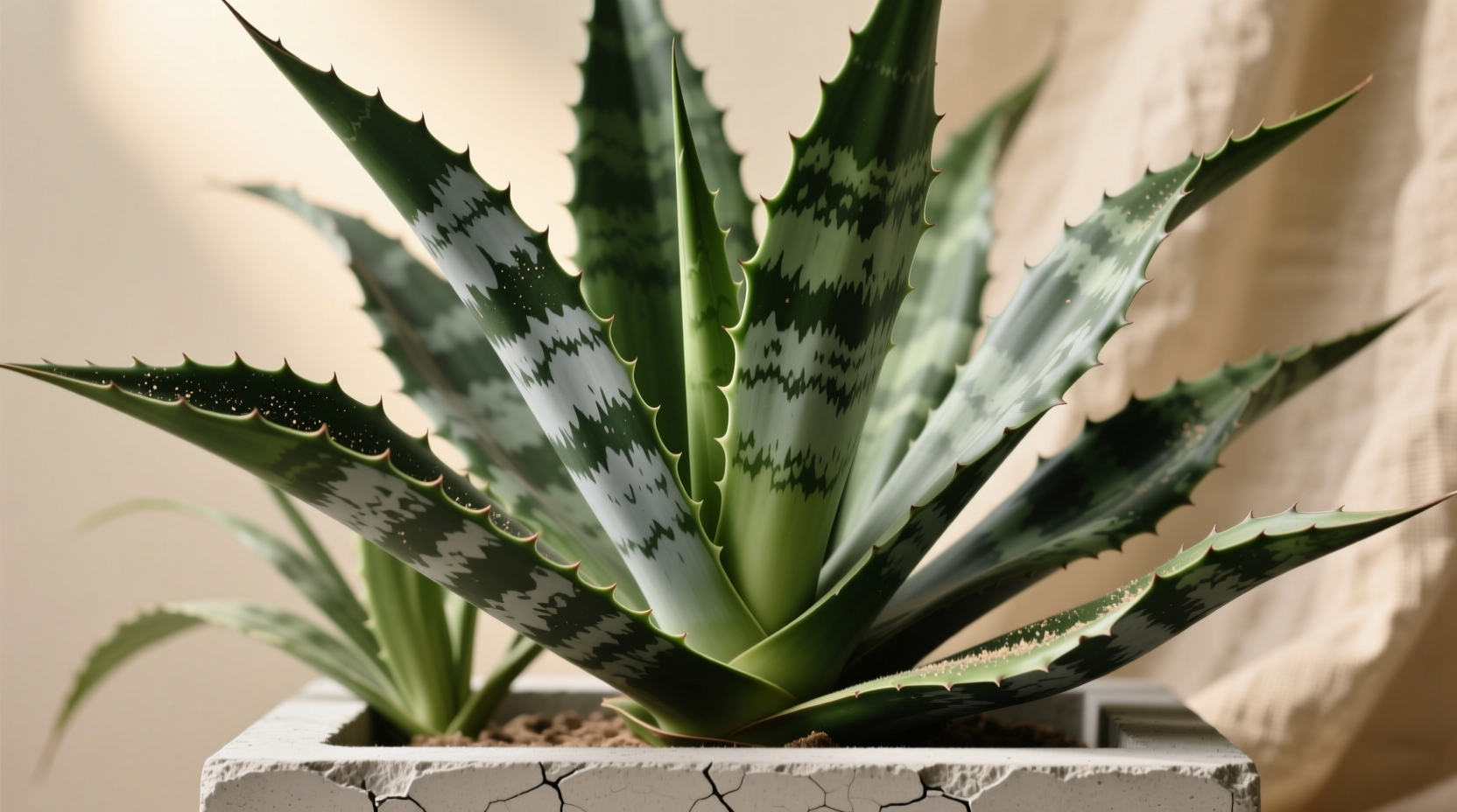 large snake plants