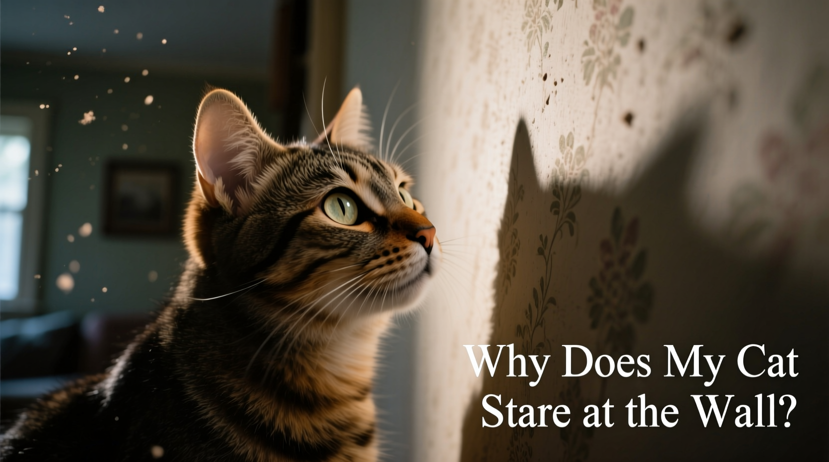why does my cat stare at the wall when nothing is there weird behavior explained