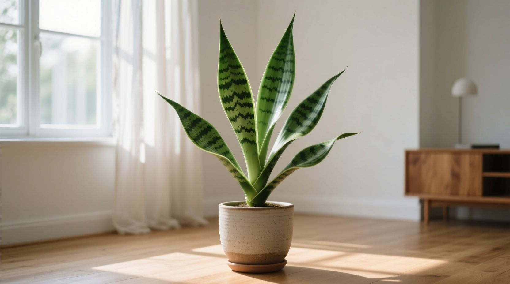 snake plant outdoor or indoor