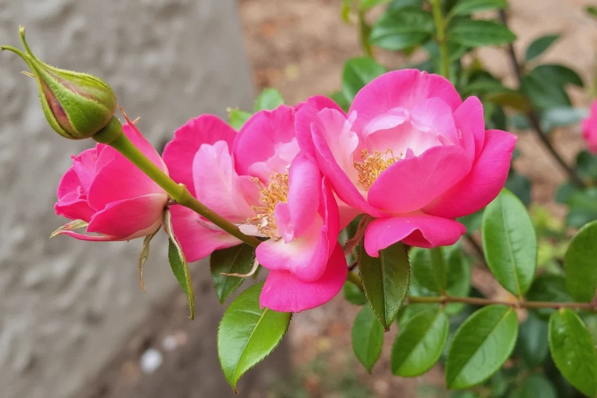 Mini Rose Care Guide: 12 Proven Tips to Keep Miniature Roses Blooming All Year