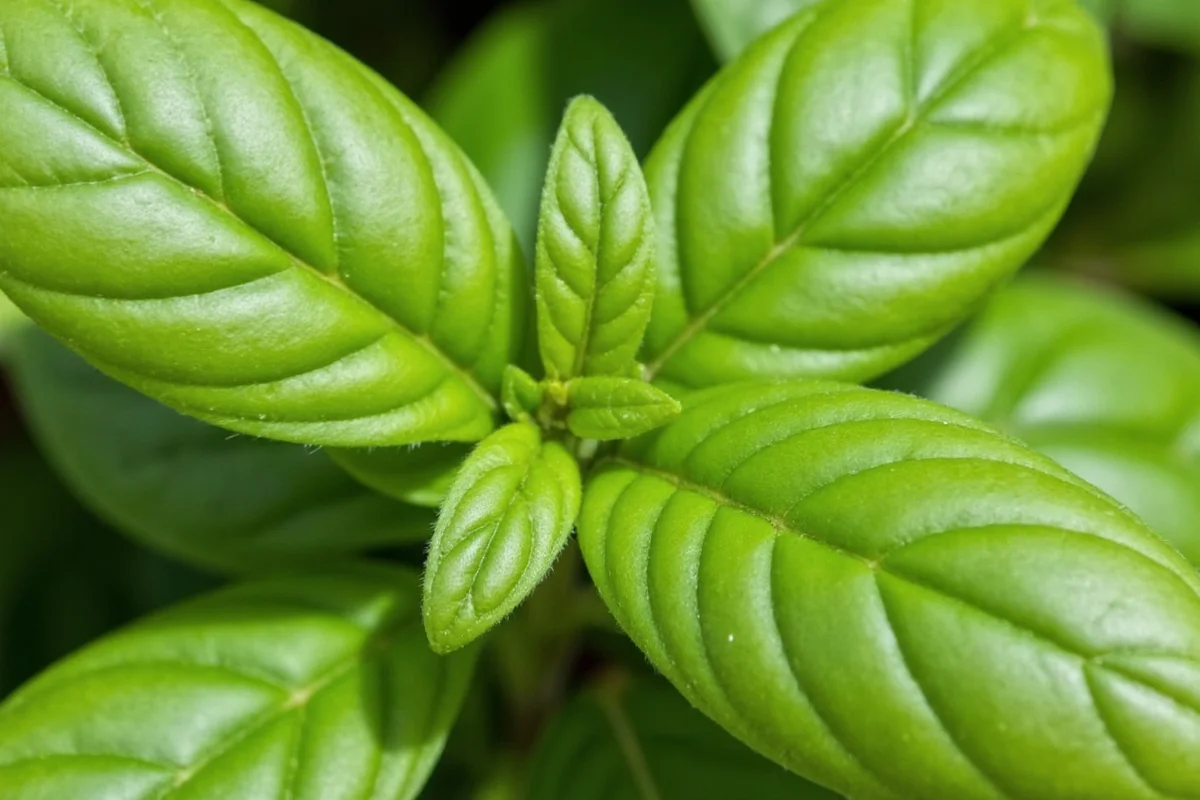 Basil Sunlight Needs: 6–8 Hours Daily