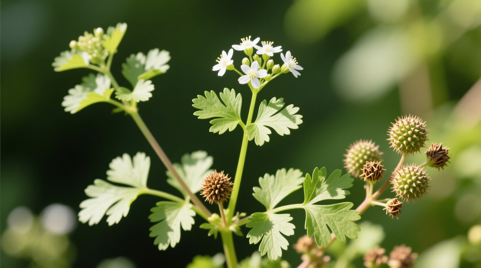 Koriander vs. Korianderblätter: Sind es dieselbe Pflanze?
