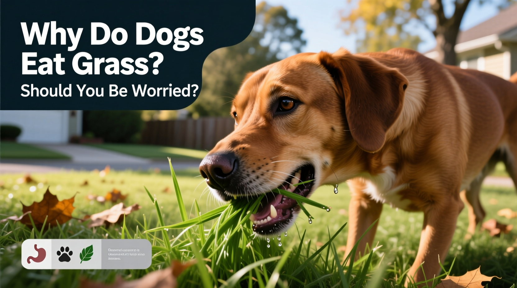 Picture of Why Do Dogs Eat Grass Should You Be Worried