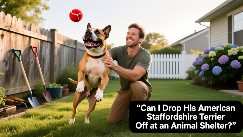 A happy American Staffordshire Terrier playing fetch in a fenced yard with their new owner