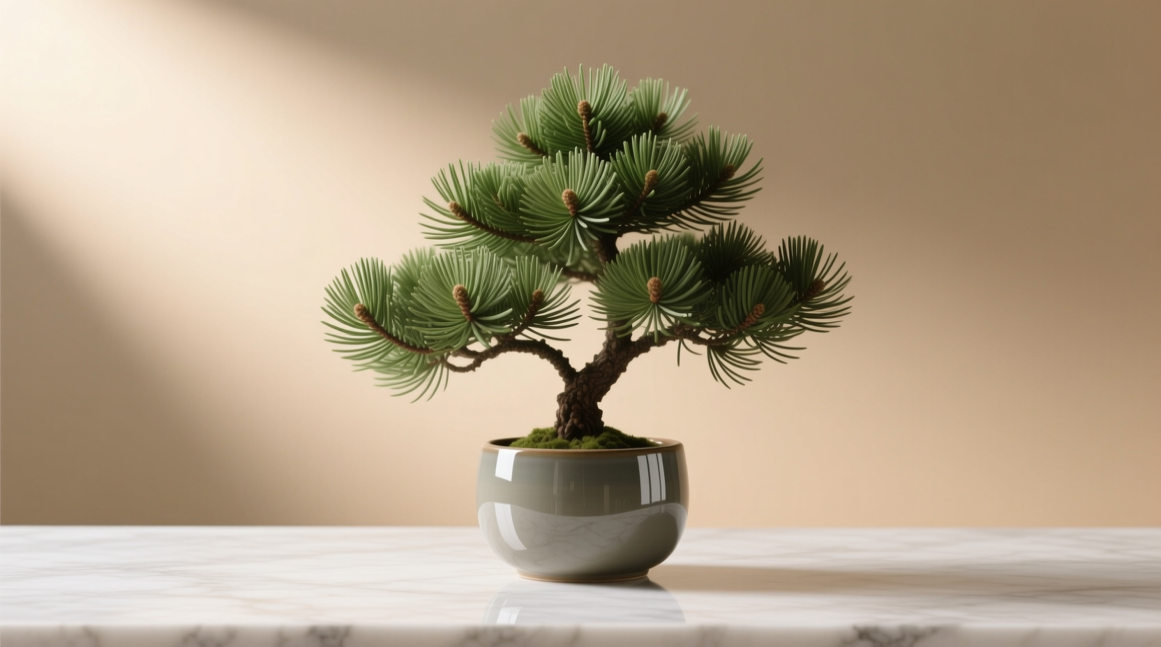 norfolk island pine sale